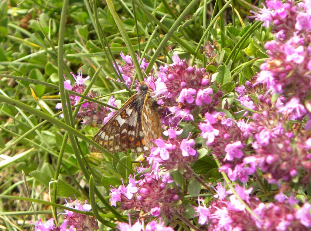 da identificare - Euphydryas cynthia